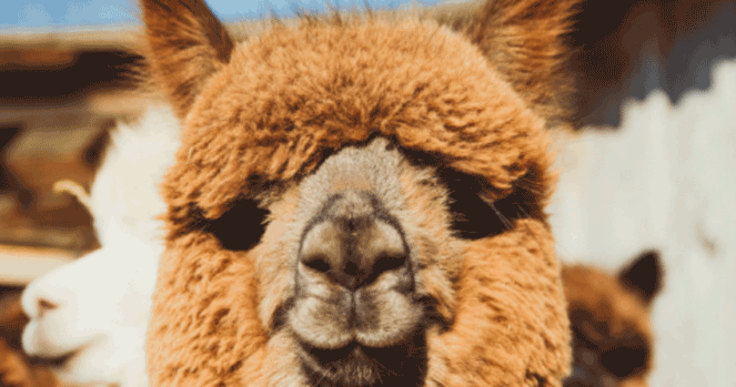 Improving Alpaca Fleece Quality Through Nutrition – Mazuri