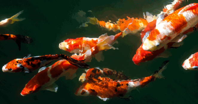 Calming, Colorful Pets: Koi Fish Care 101 – Mazuri