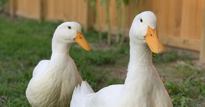 4 Ways to Keep Your Ducks and Geese Happy and Healthy – Mazuri