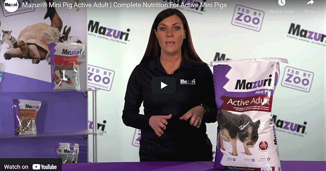 Mazuri mini pig sales pellets