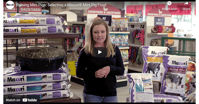 Raising Mini Pigs Selecting a Mazuri Mini Pig Food