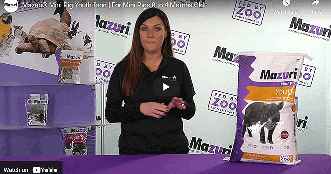 Mazuri mini pig food youth best sale