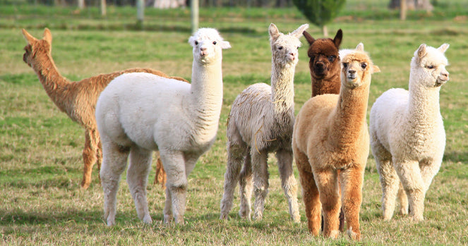 Alpaca Body Condition Scoring
– Mazuri Alpaca Body Condition Scoring
– Mazuri