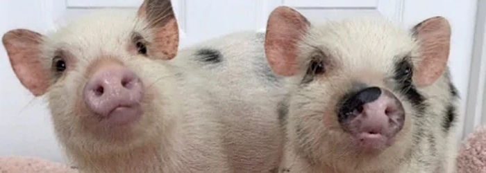 Mazuri mini pig sales food