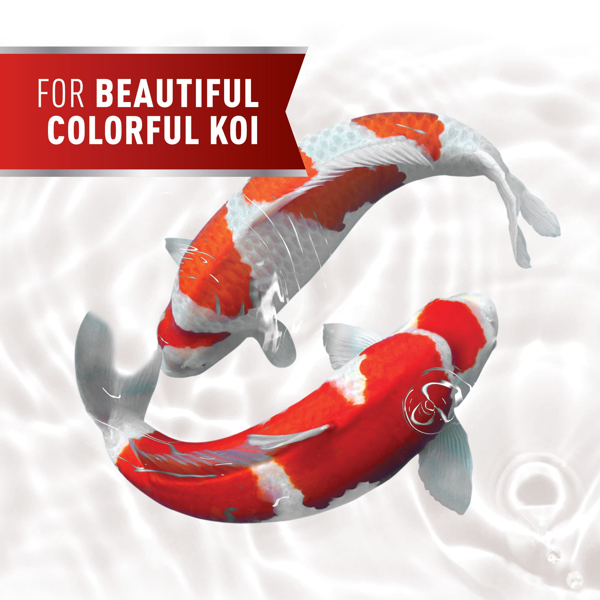 koi with beautiful colors