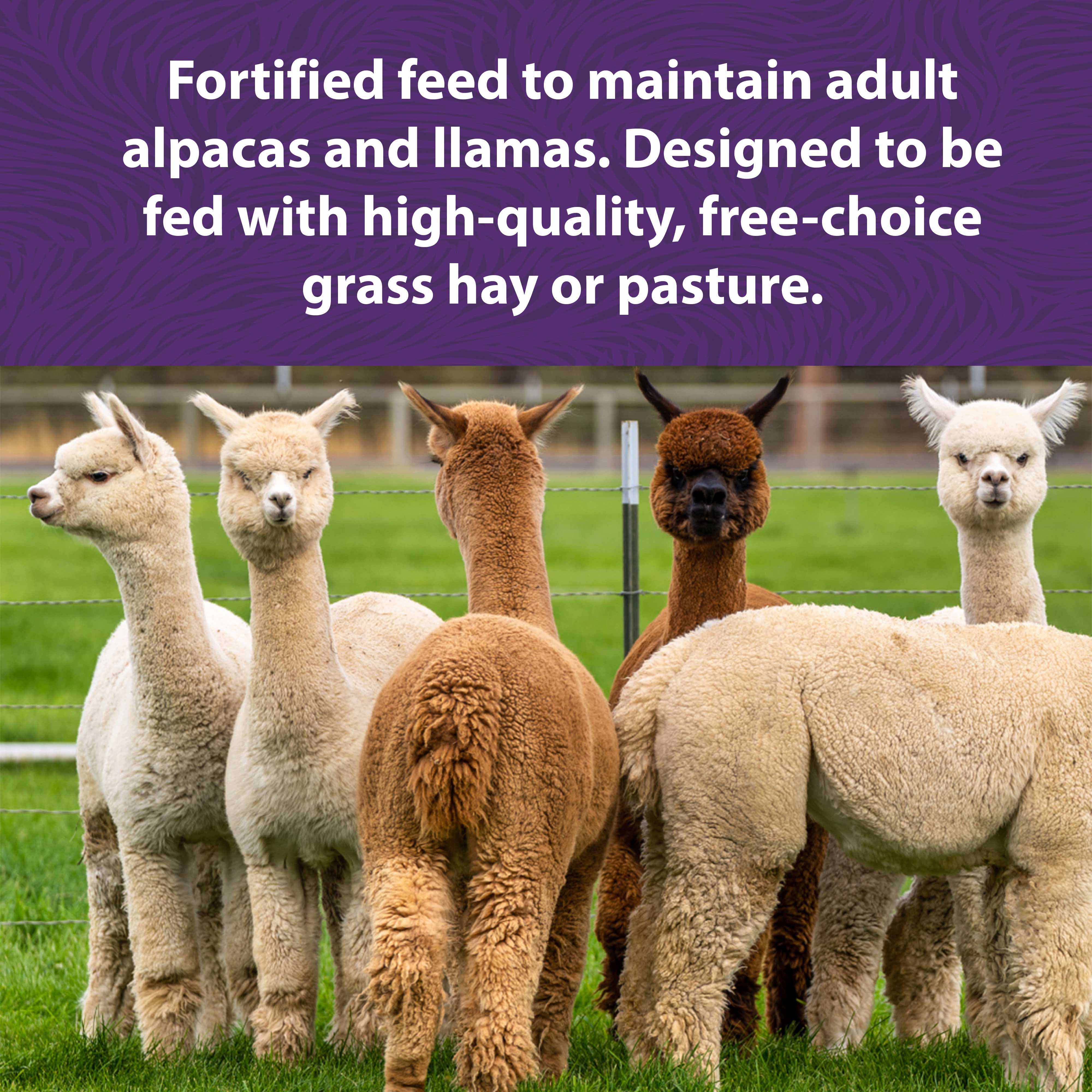 Six Alpacas standing in a field