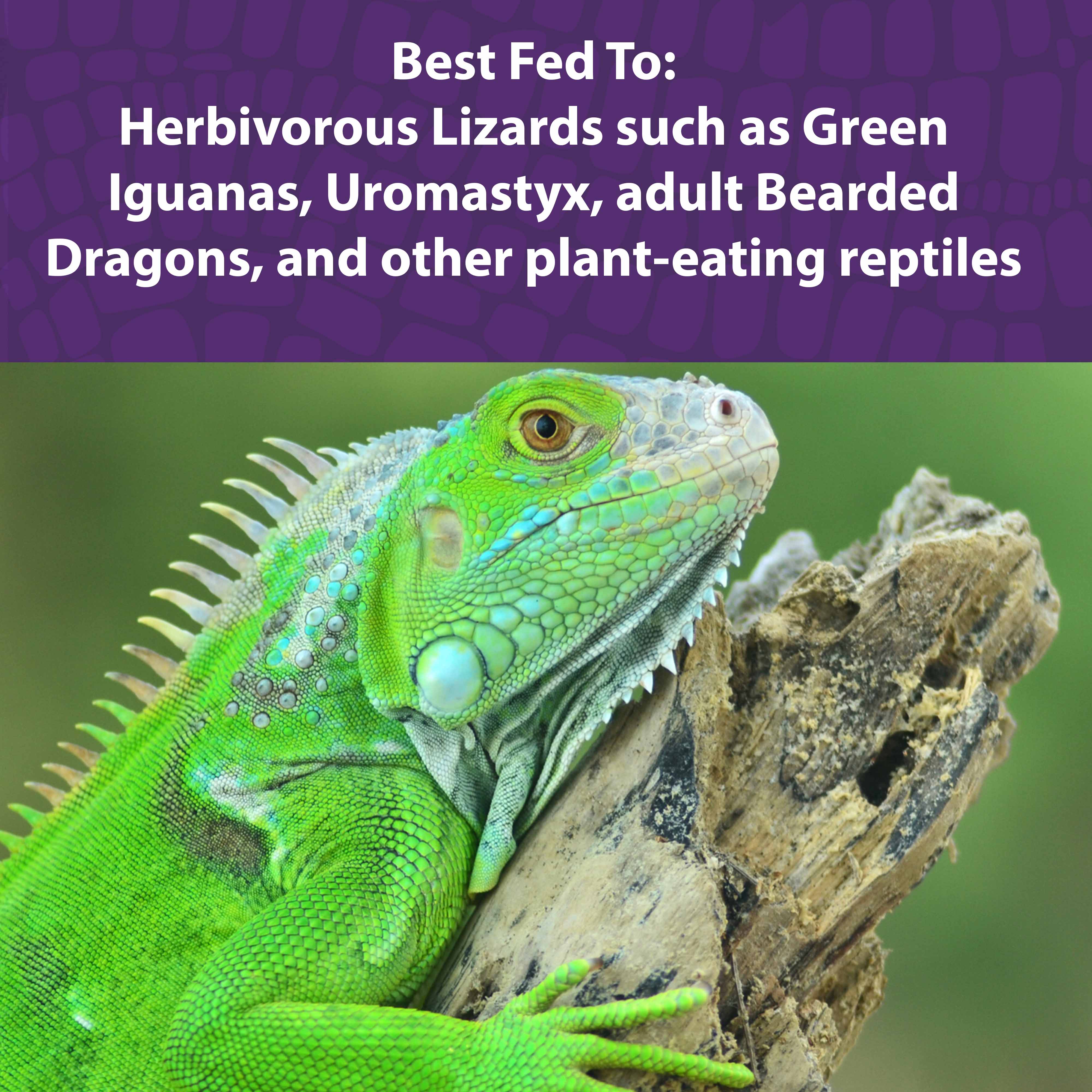 Green Iguana on a log