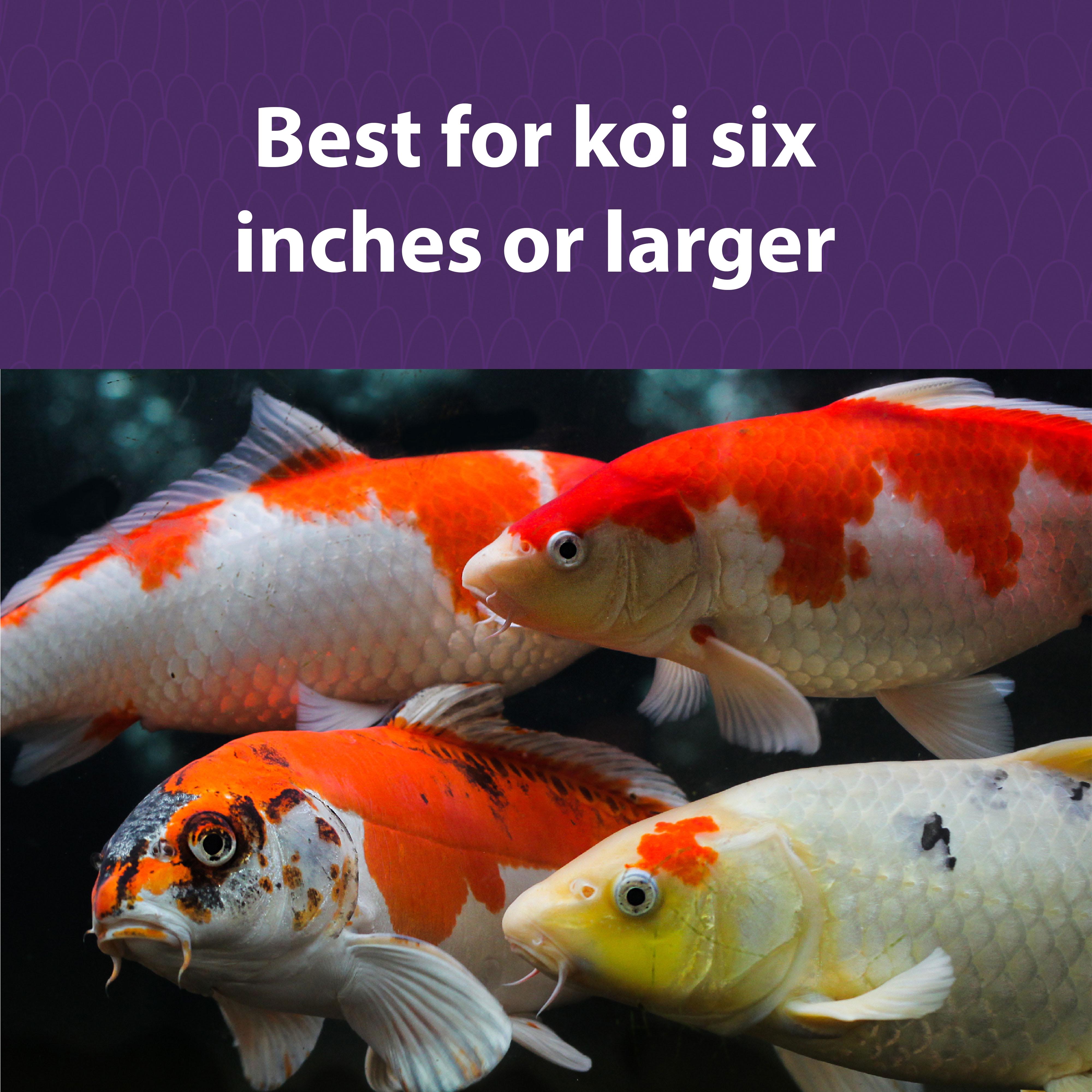 Best for Koi 6 inches or larger