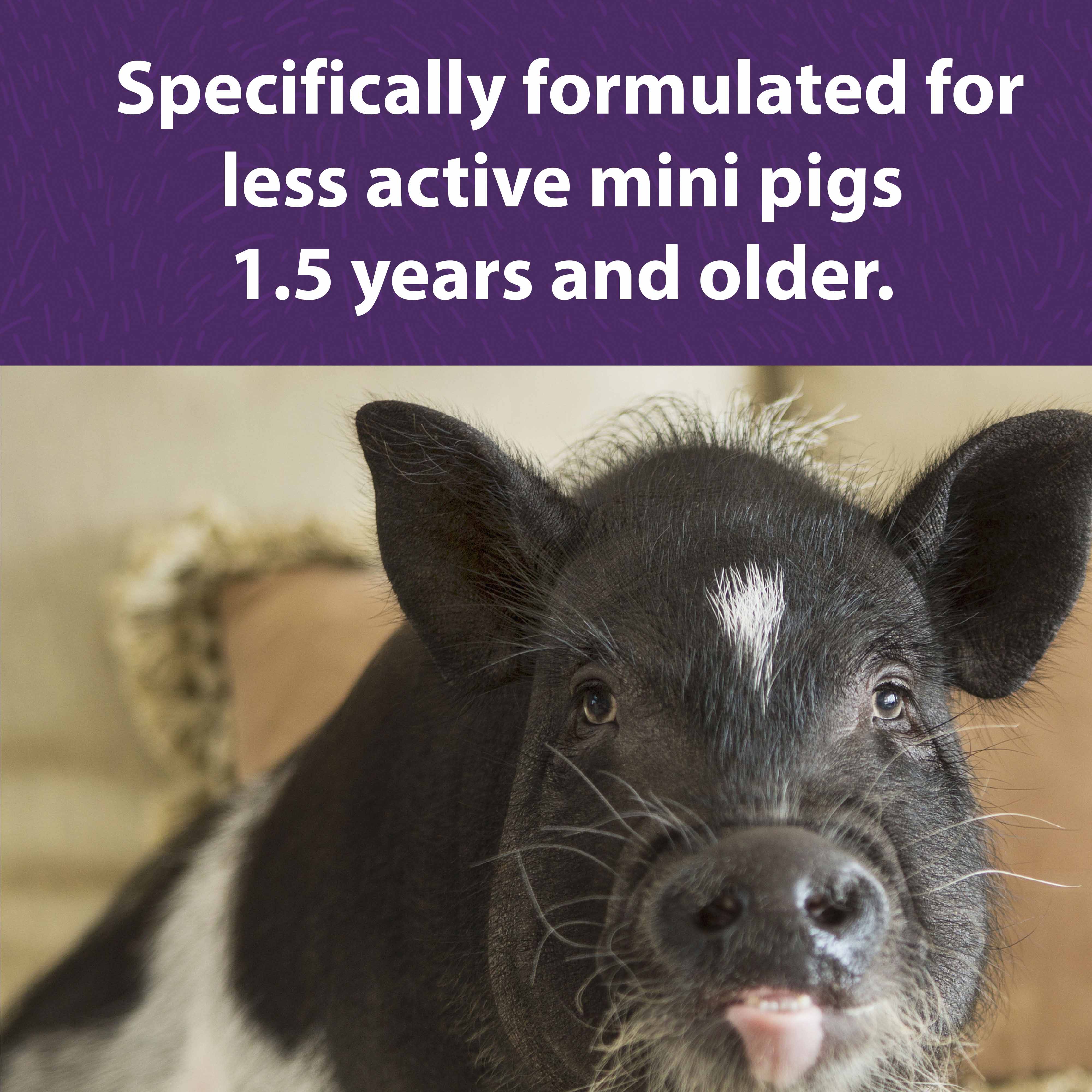 Formulated for less active mini pigs 1.5 years and older