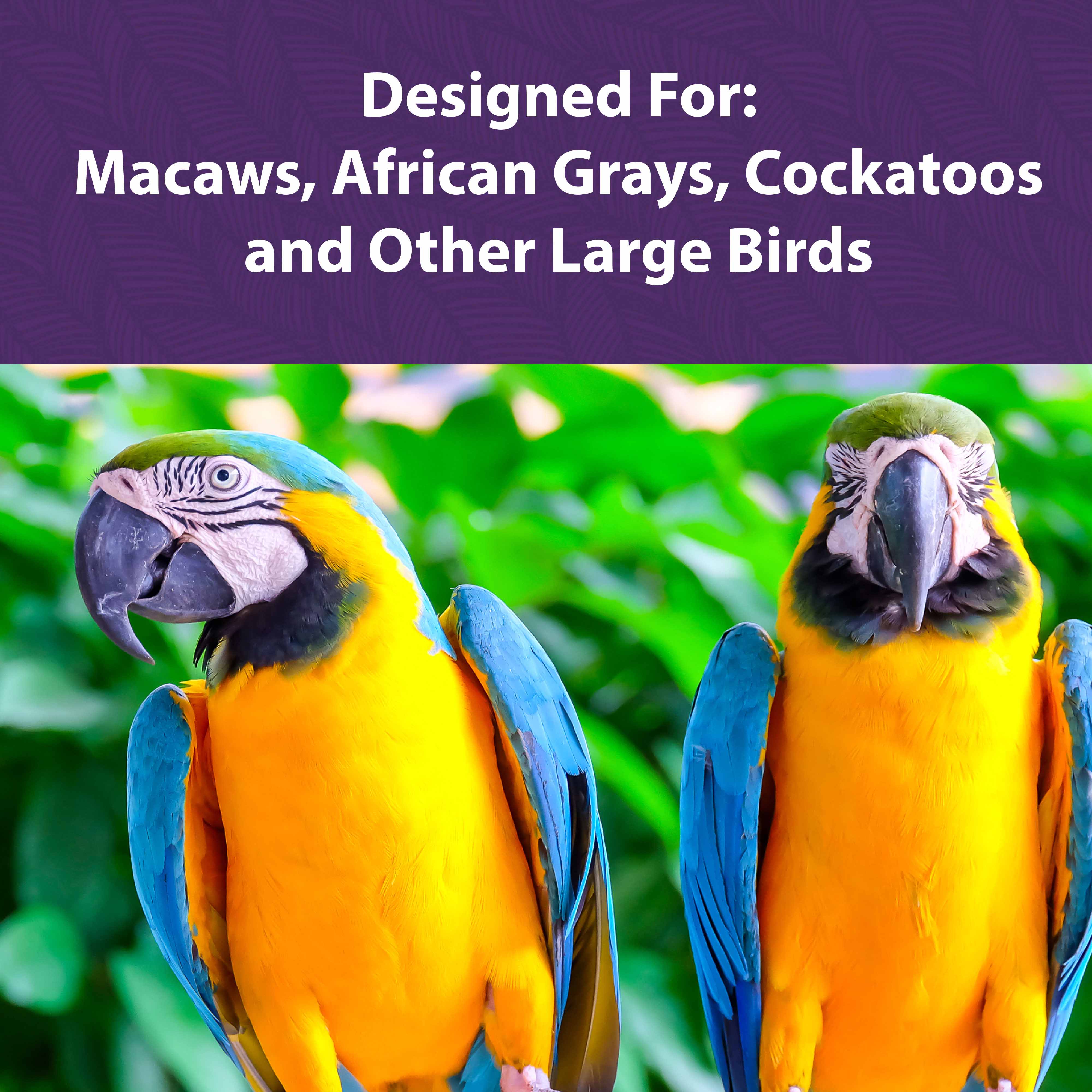 Two Blue and yellow Macaws