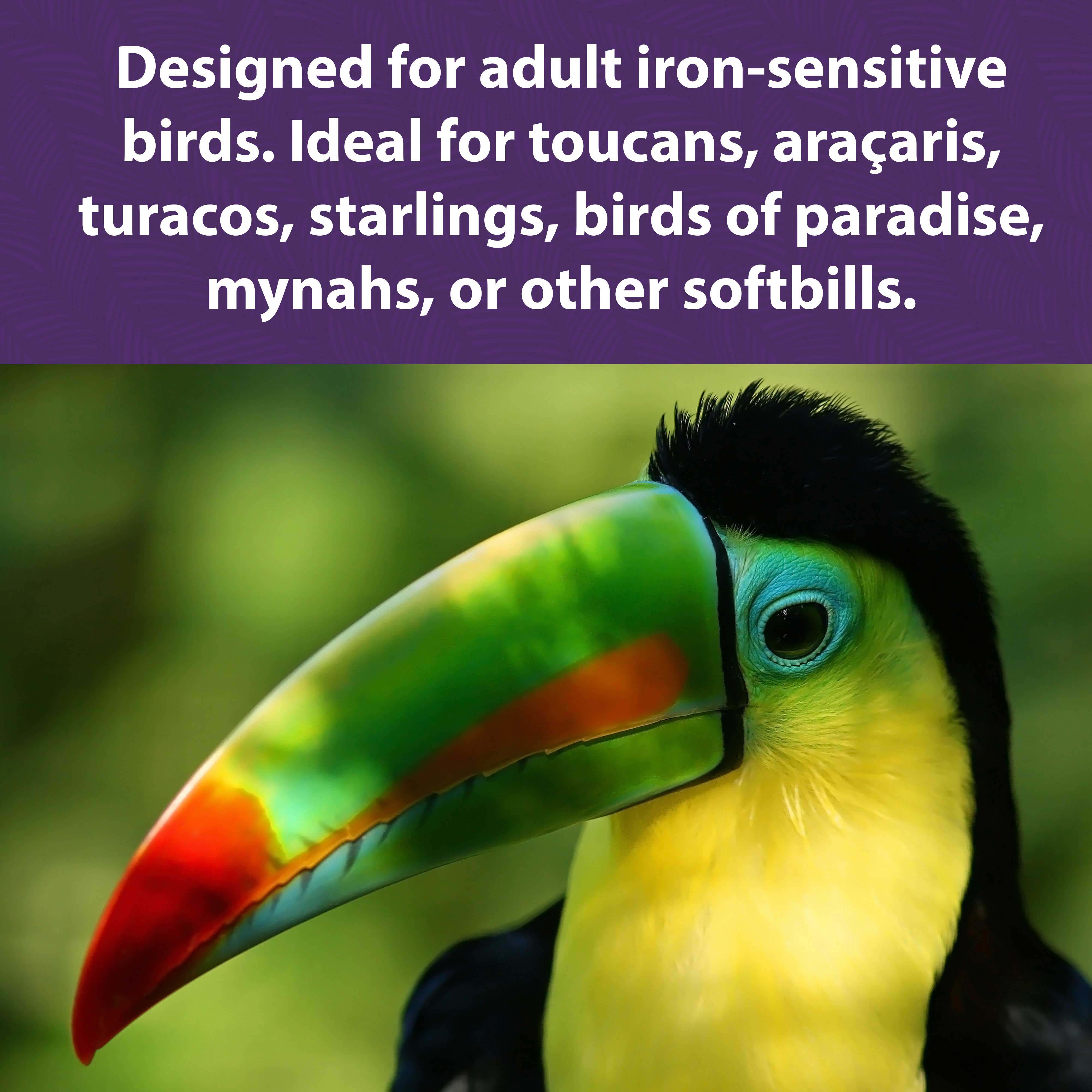 A toucan