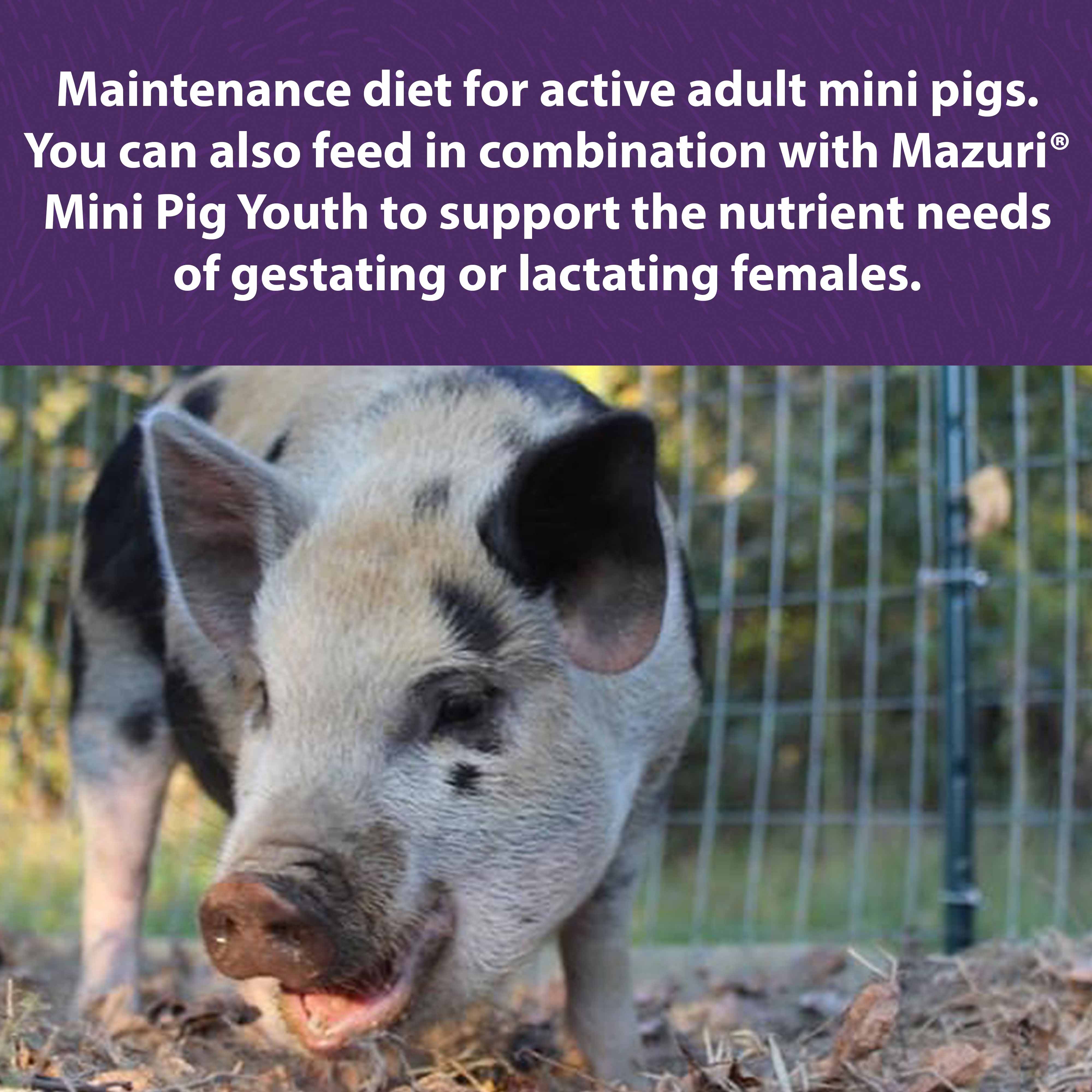 Maintenance diet for active adult mini pigs.