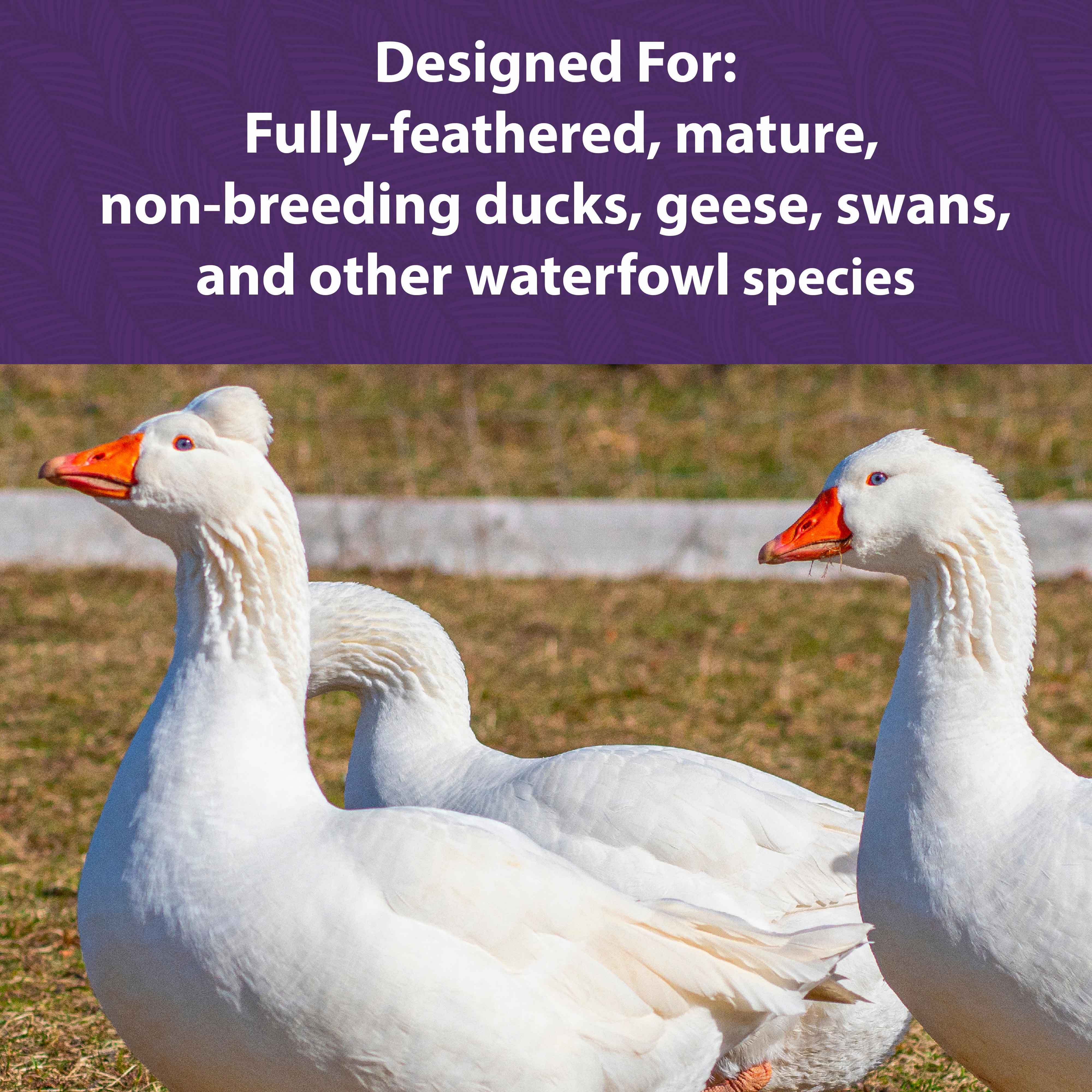 Three white geese in grass