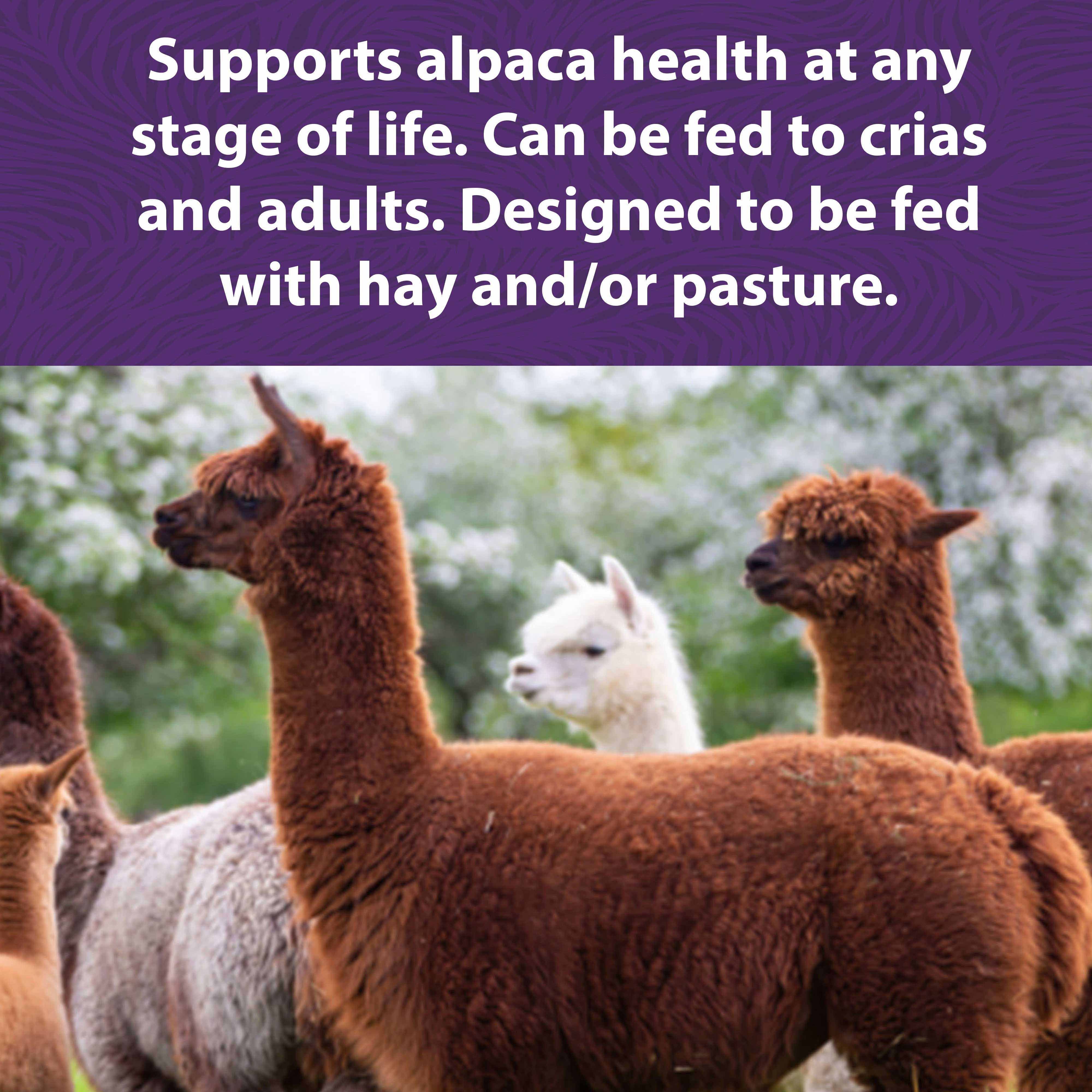 Brown and White Alpaca in a field
