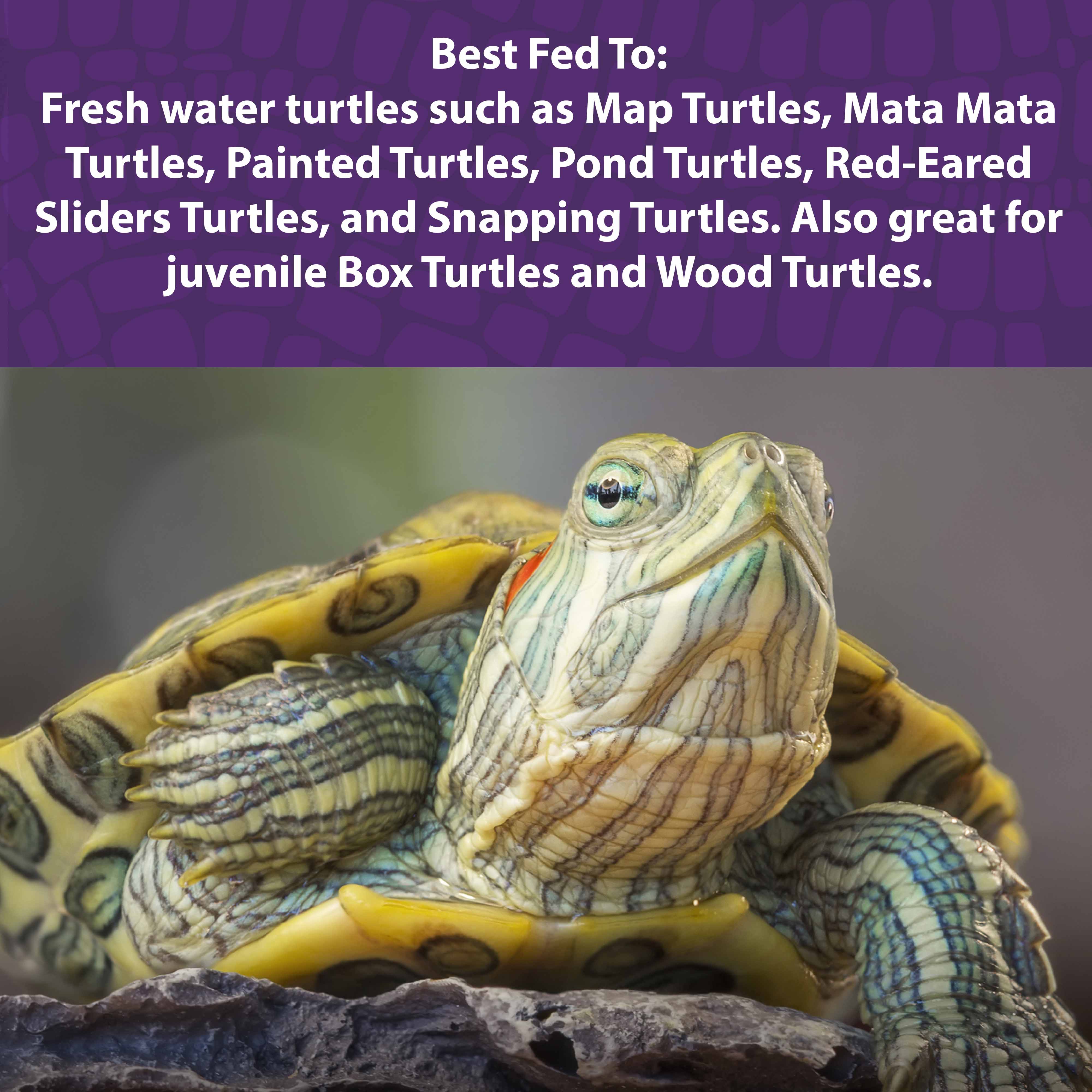 Painted Turtle on a rock