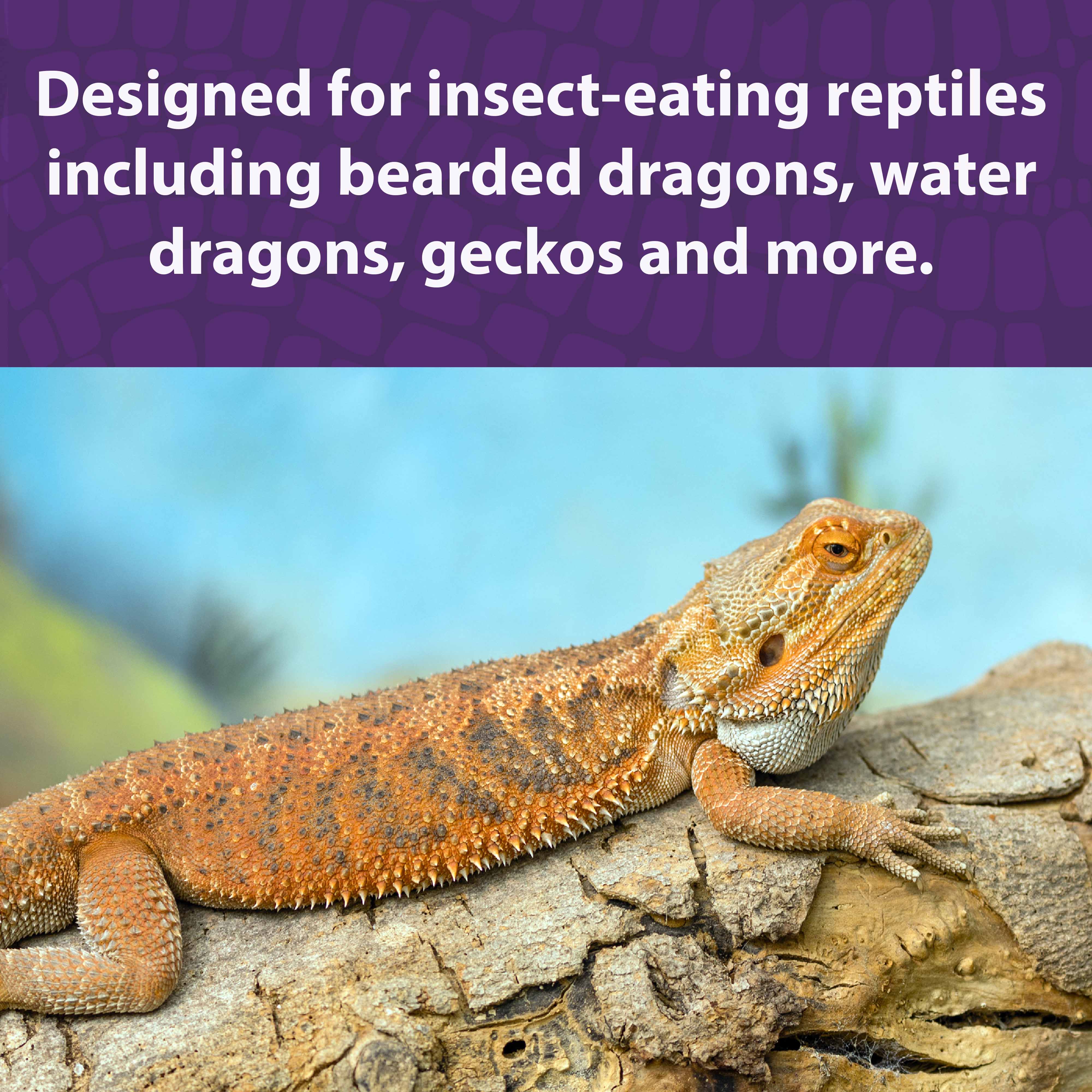 Orange Bearded Dragon sitting on a log