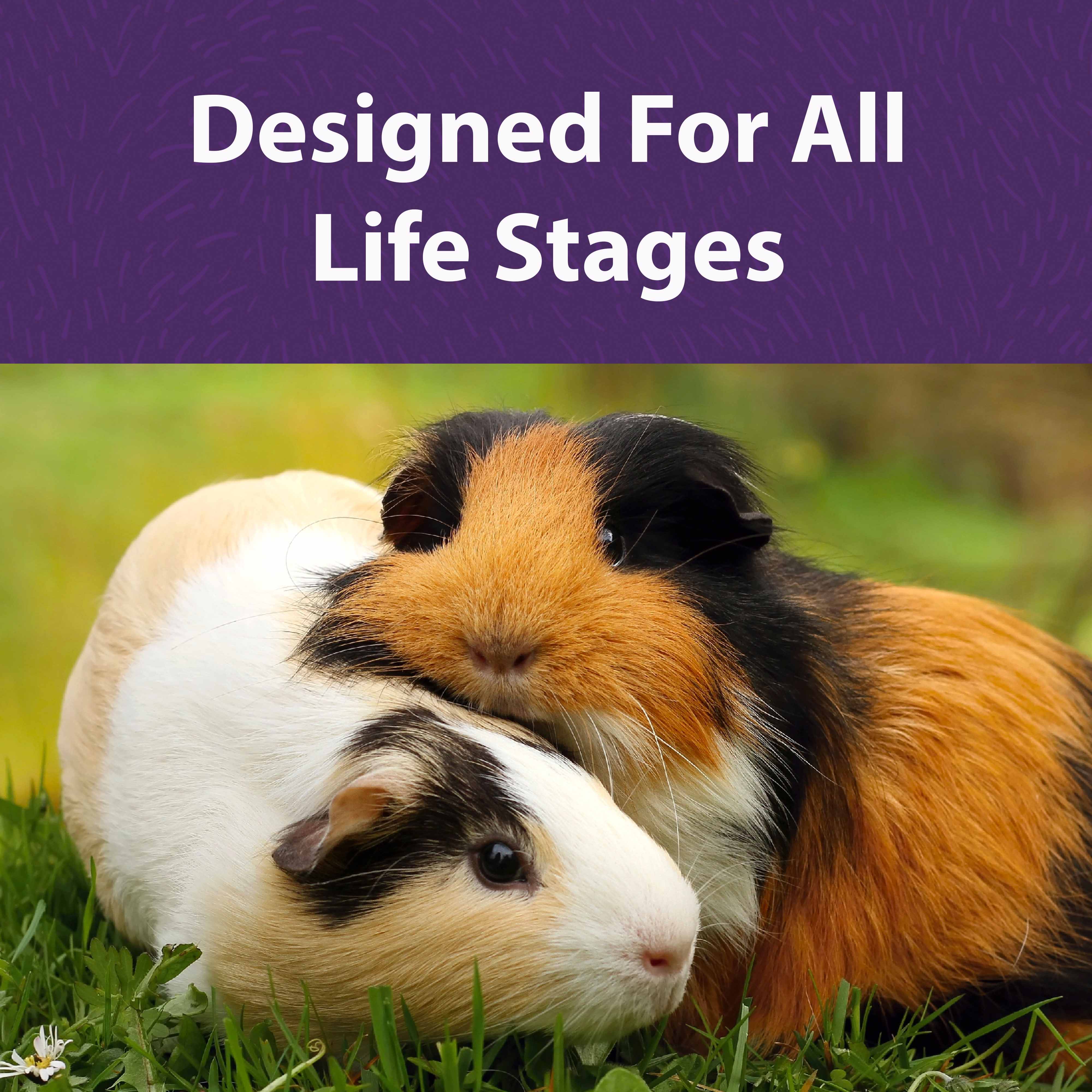two guinea pigs in grass; Designed for all life stages