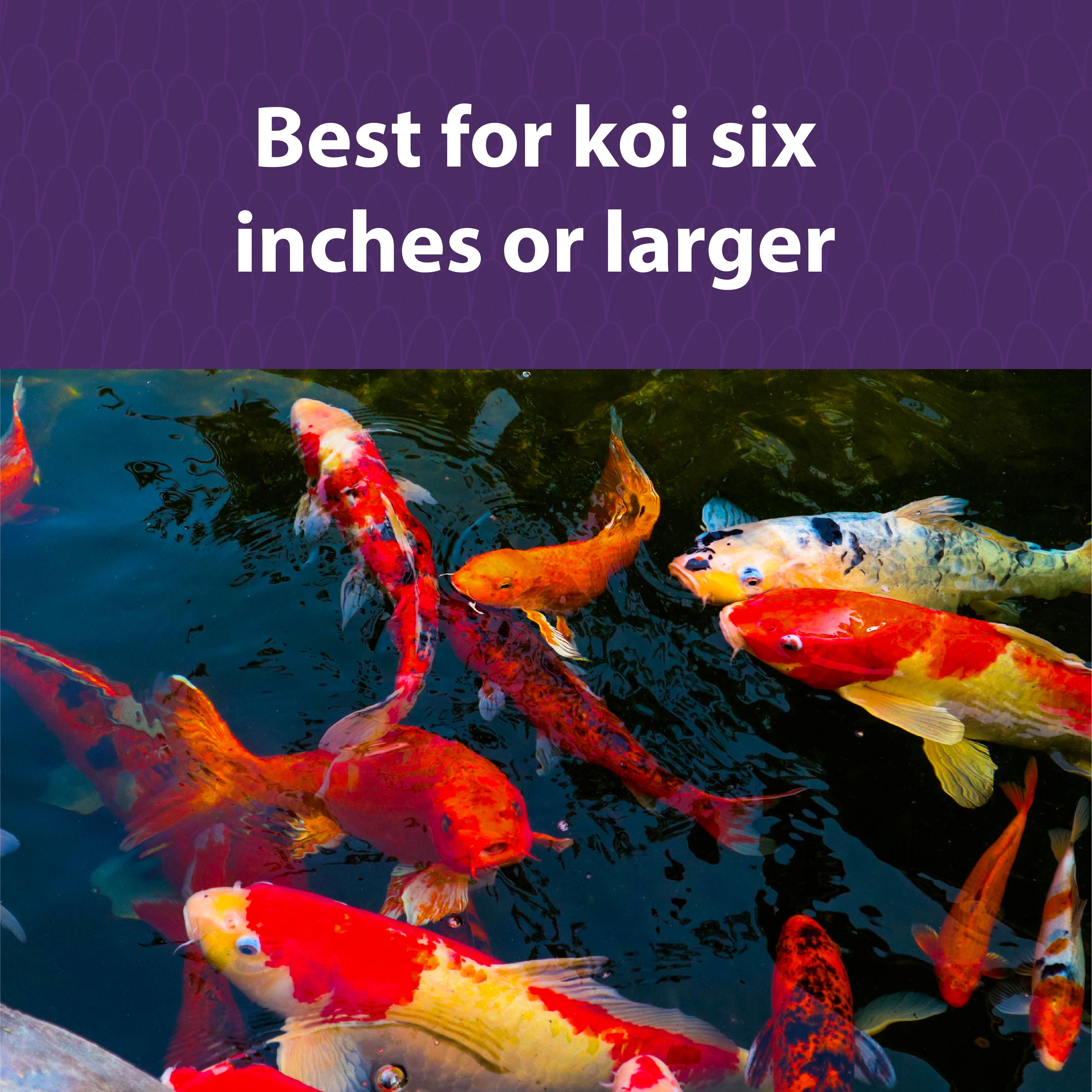 Best for Koi 6 inches or larger