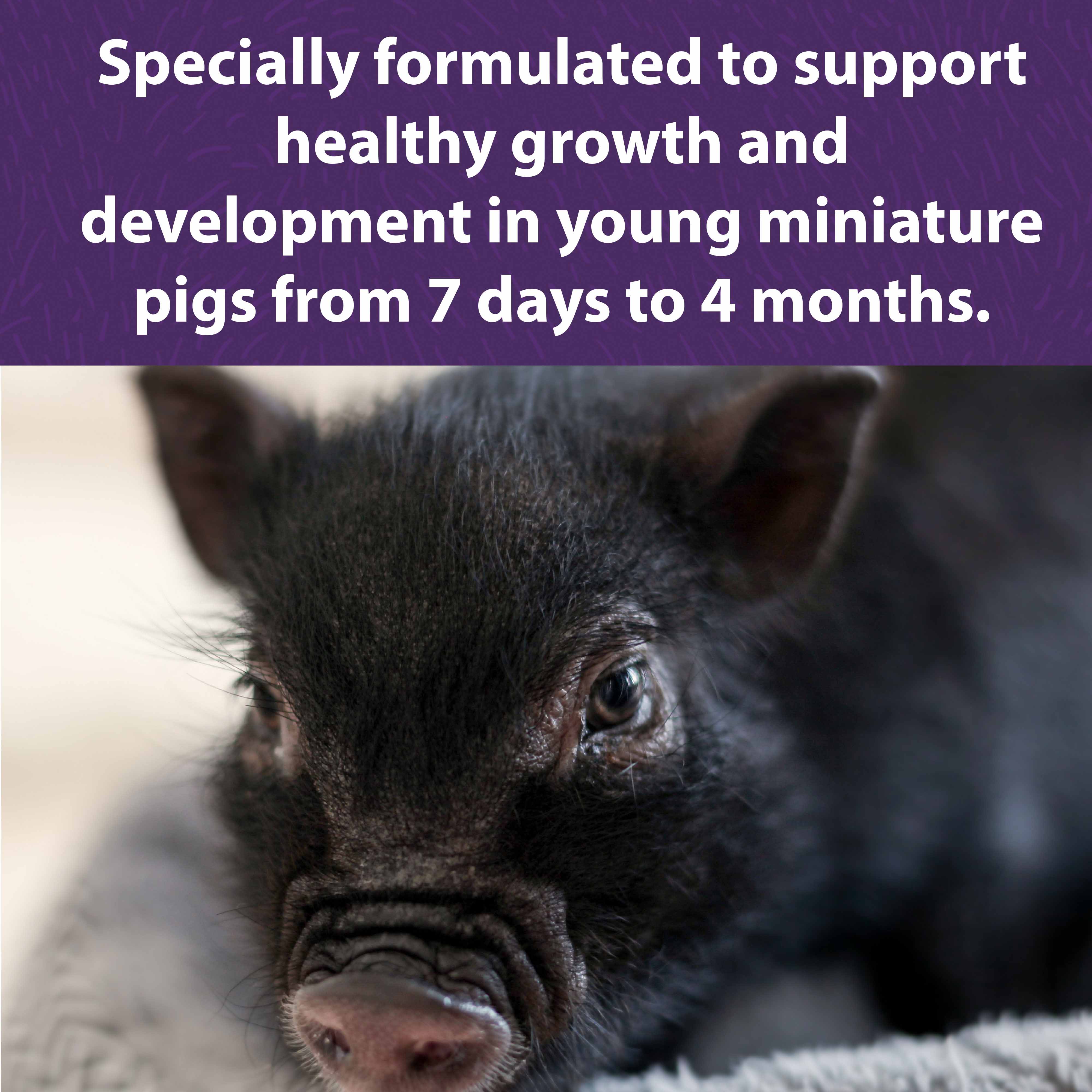 Formulated to support young mini pigs from 7 days to months.