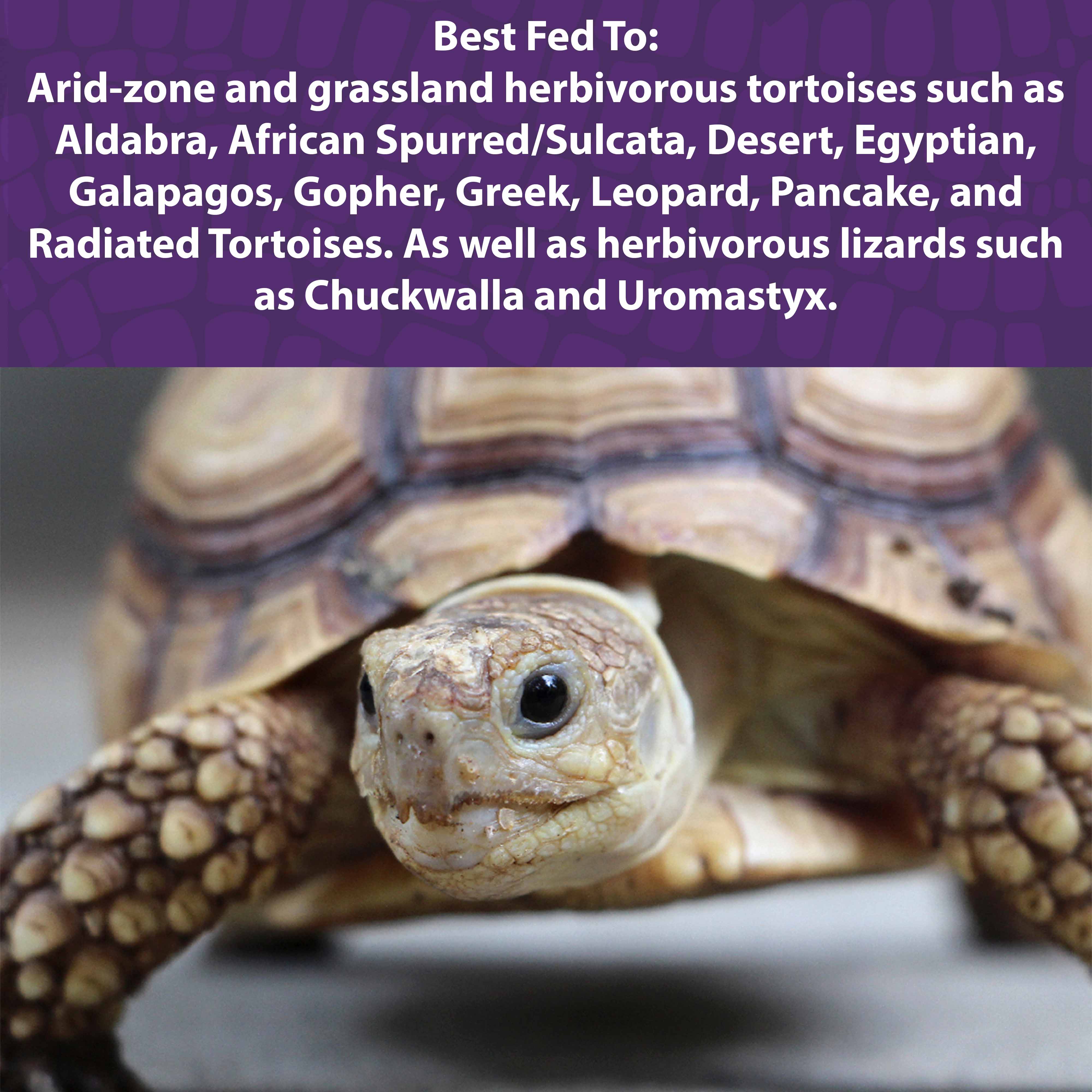 A tortoise on a gray floor
