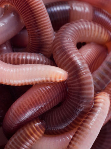 Mazuri® Earthworm Diet