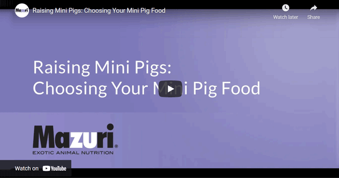 Raising Mini Pigs: Choosing Your Mini Pig Food – Mazuri
