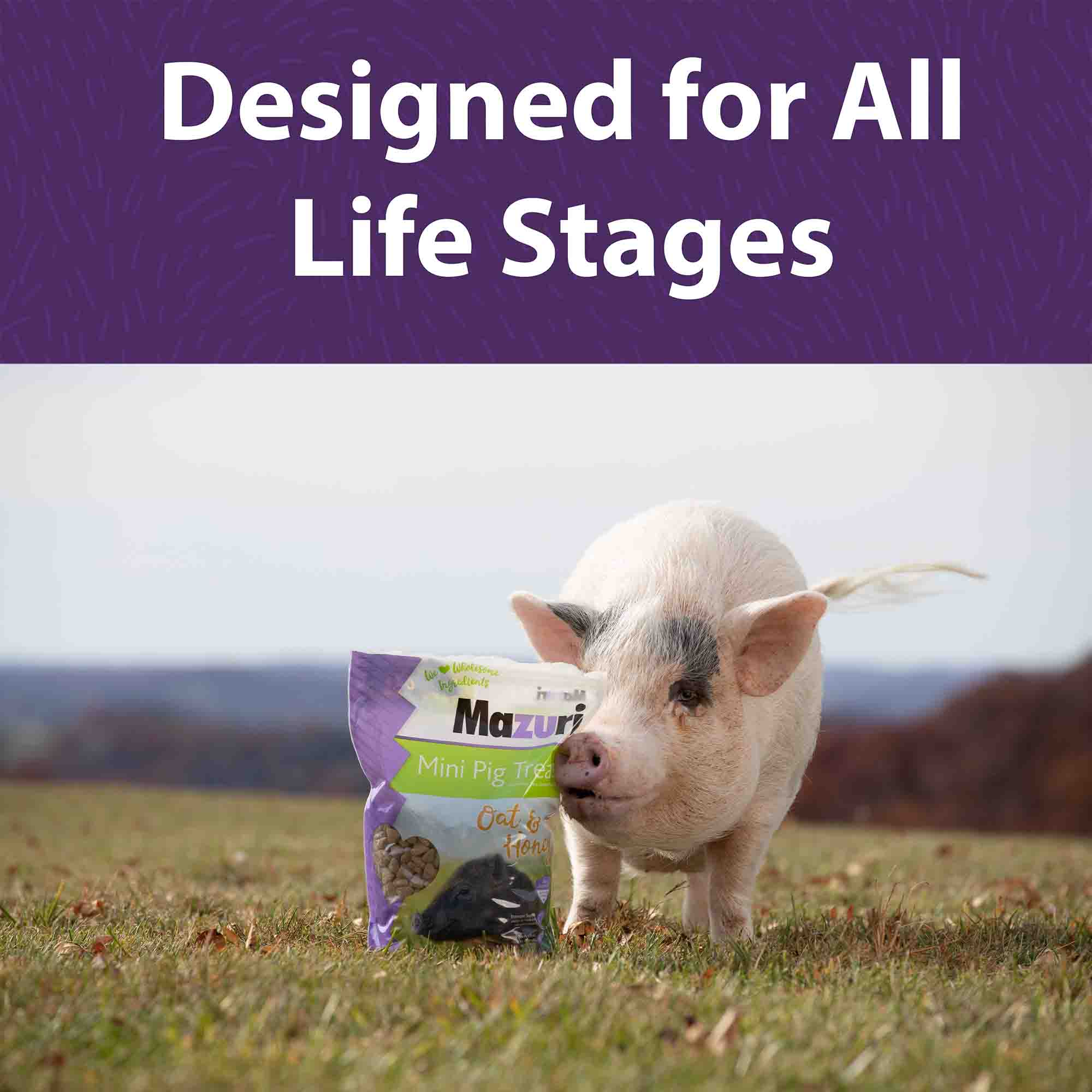 Mini Pig Treats designed for all life stages