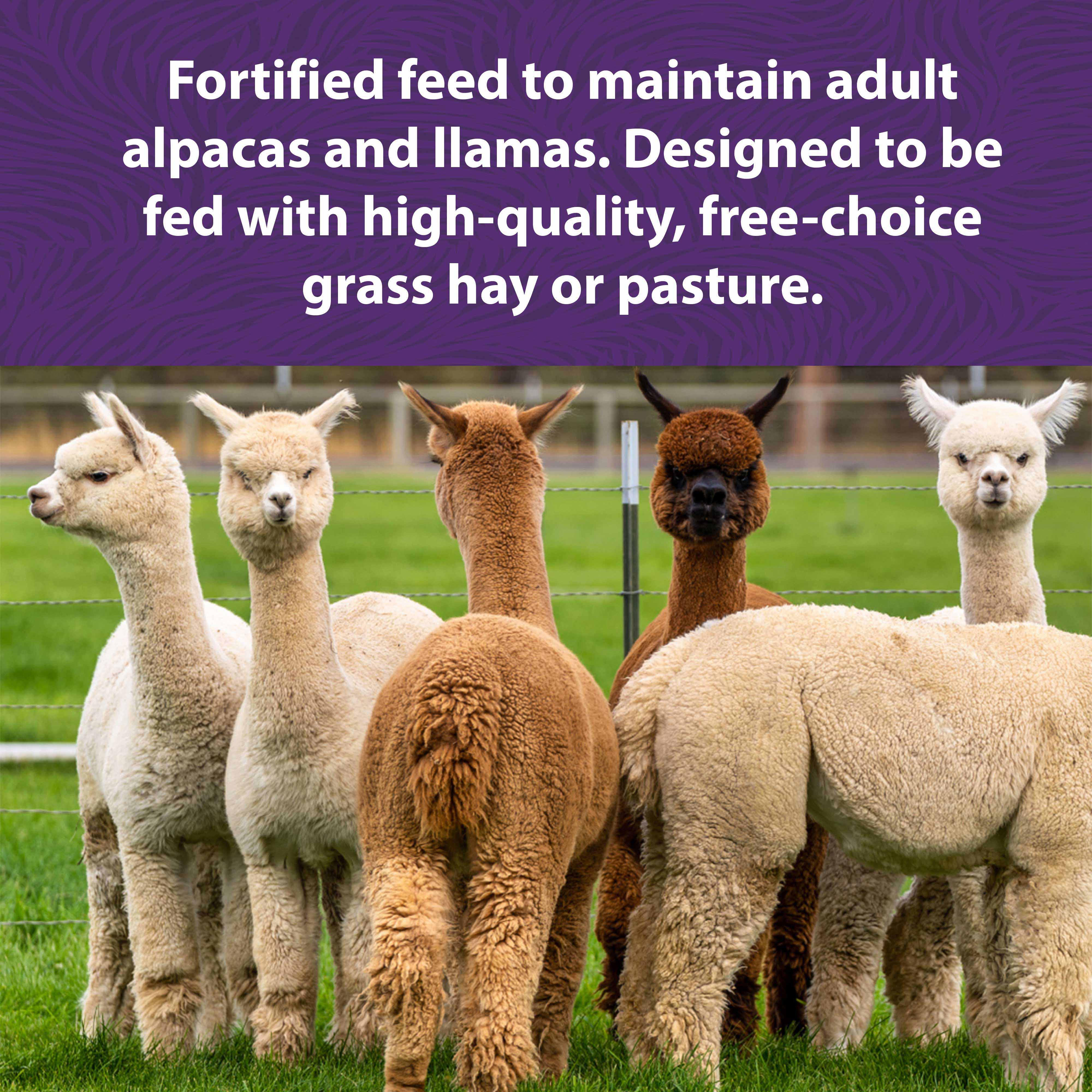 Three New Feeding Trends for Your Alpaca Farm – Mazuri