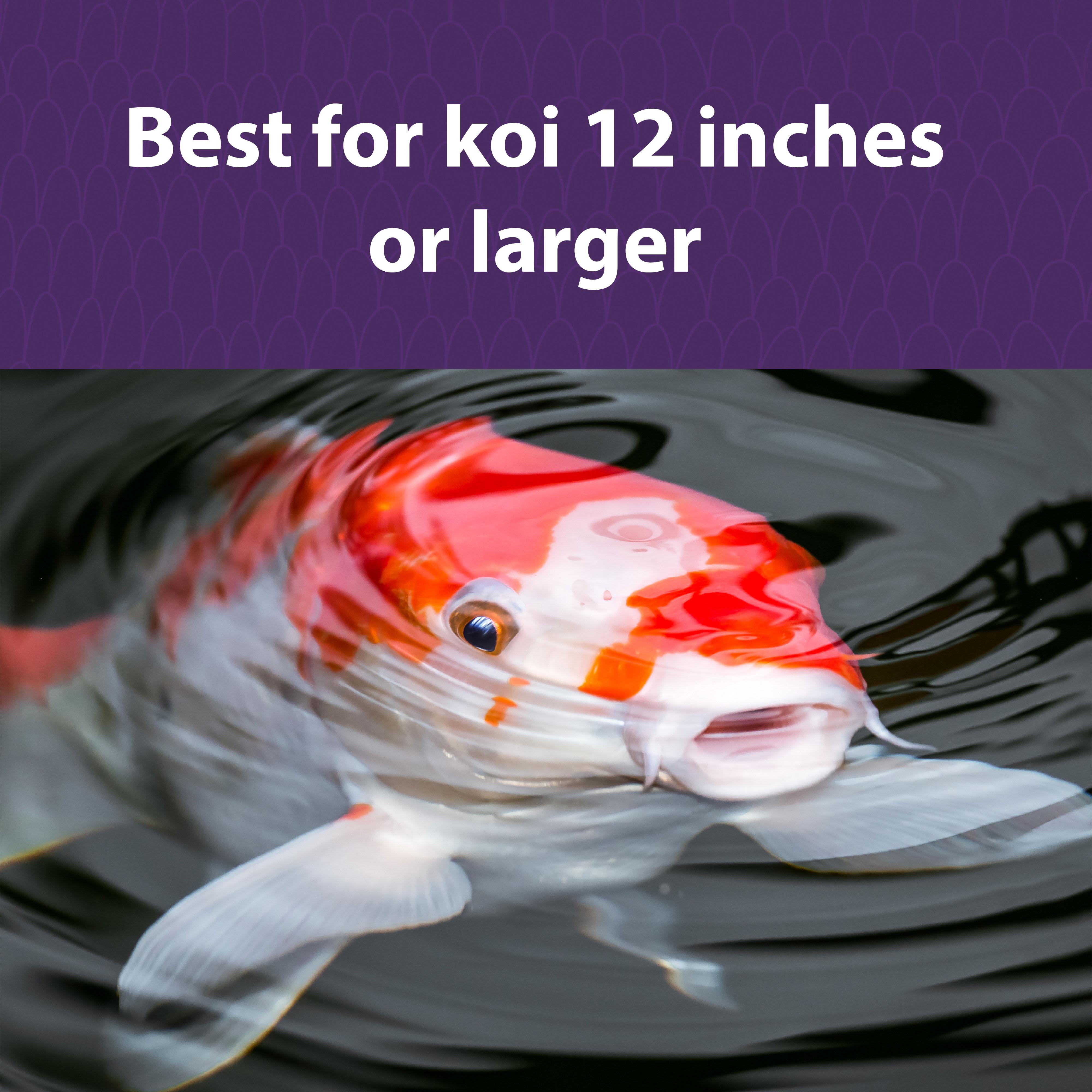 Best for Koi 12 inches or larger